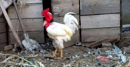 кокошка хвърля