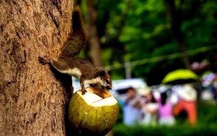 správnu