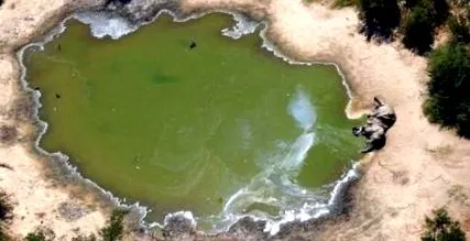 elefánt halt