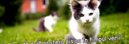 petissimótól jelzi