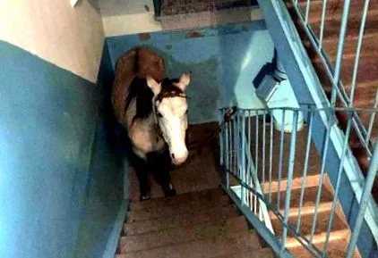 сибир
