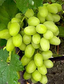 szőlőfajták