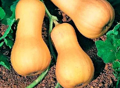 dlhodobé odrody