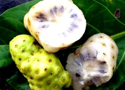 noni