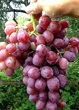 околу грама