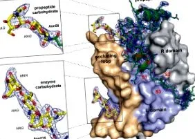 peptidek