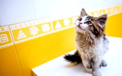 macskák