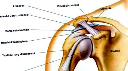 fájdalom szerkezete