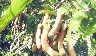tamarind