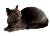 короткошерста