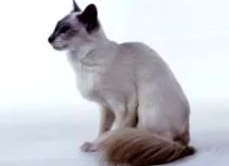 ліжечко