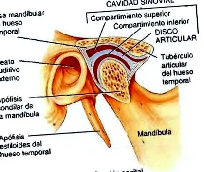 ízületi