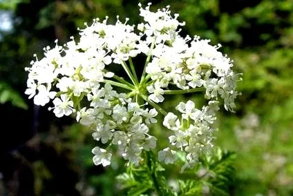бучиниш агарична