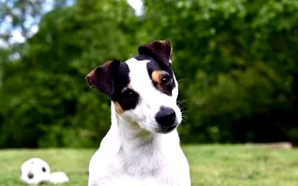 terrier terrier