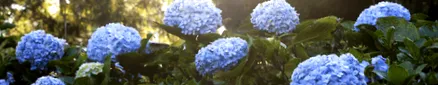 soiurile hortensie