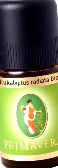 eukaliptusz radiatát