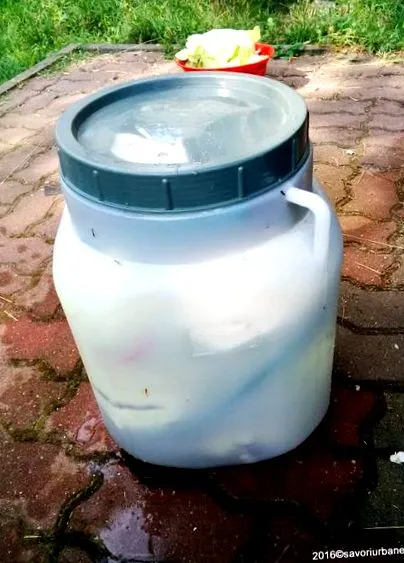 káposzta káposzta