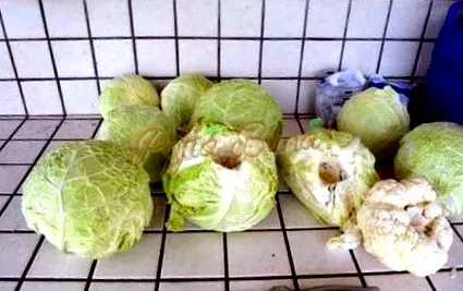 кисела кисела