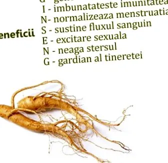 ginseng