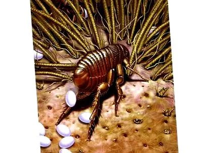 férgek