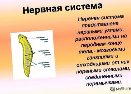 féreggyógyászati kerekféreg-szimmetria