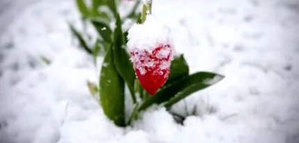 месеци