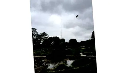 hawk kite