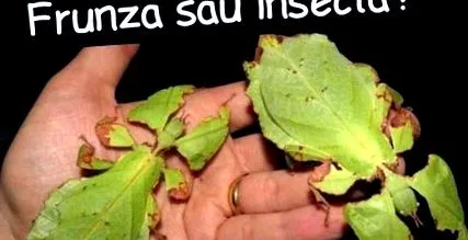 biológiai