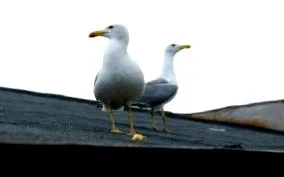 tömb albatroszok