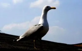 albatroszok vagy