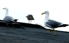 vagy tömb
