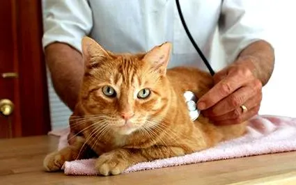 котів