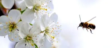 allergia