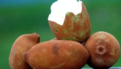 amely Egészségügyi adag
