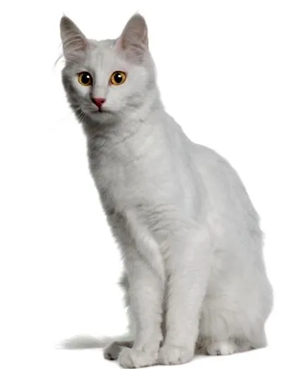 совршен