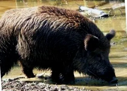 животни