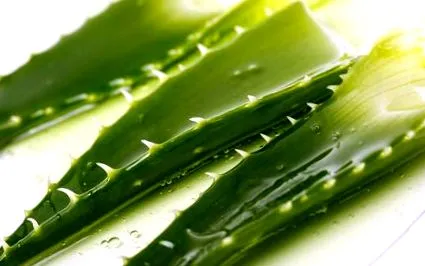 aloe
