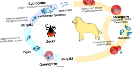 lecba vérszegénysége