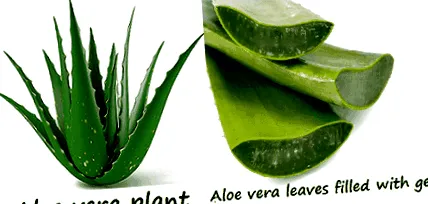 vera