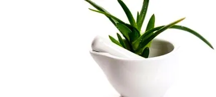 aloe
