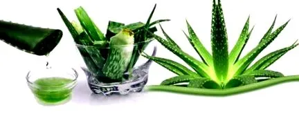 aloe
