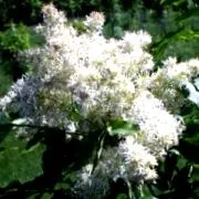 багаторічник Helleborus orientalis