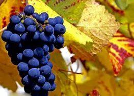 vinificator acest lucru