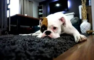 animalul animalul