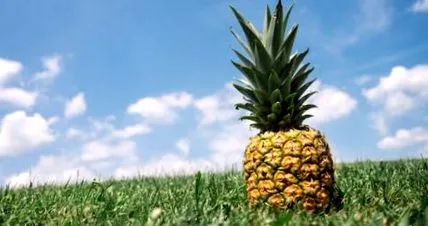 ананасот придобивките