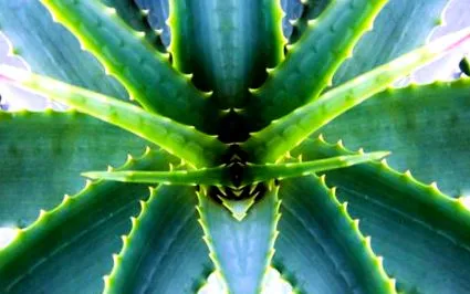 aloe vera