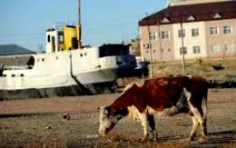 трајно трагедија