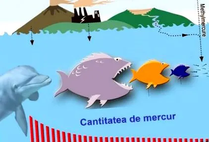 bioamplifikációja