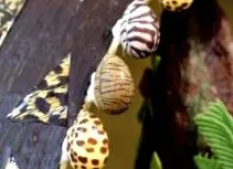 gabonafélék