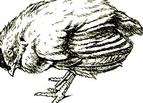 betegségei